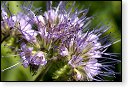 bloemen bloem hdr natuur flora roos rozen tulp tulpen orchidee orchideeen zonnebloem geranium cannabis marihuana wiet hennep sativa indica